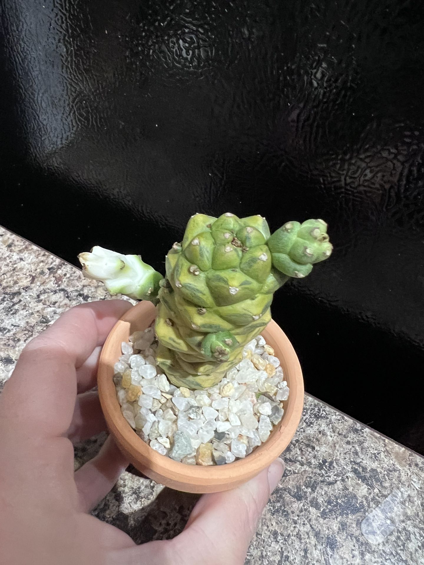 Ritchiei Hybrid Euphorbia Cactus