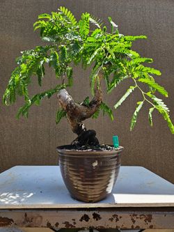 Old Tamarind Bonsai tree