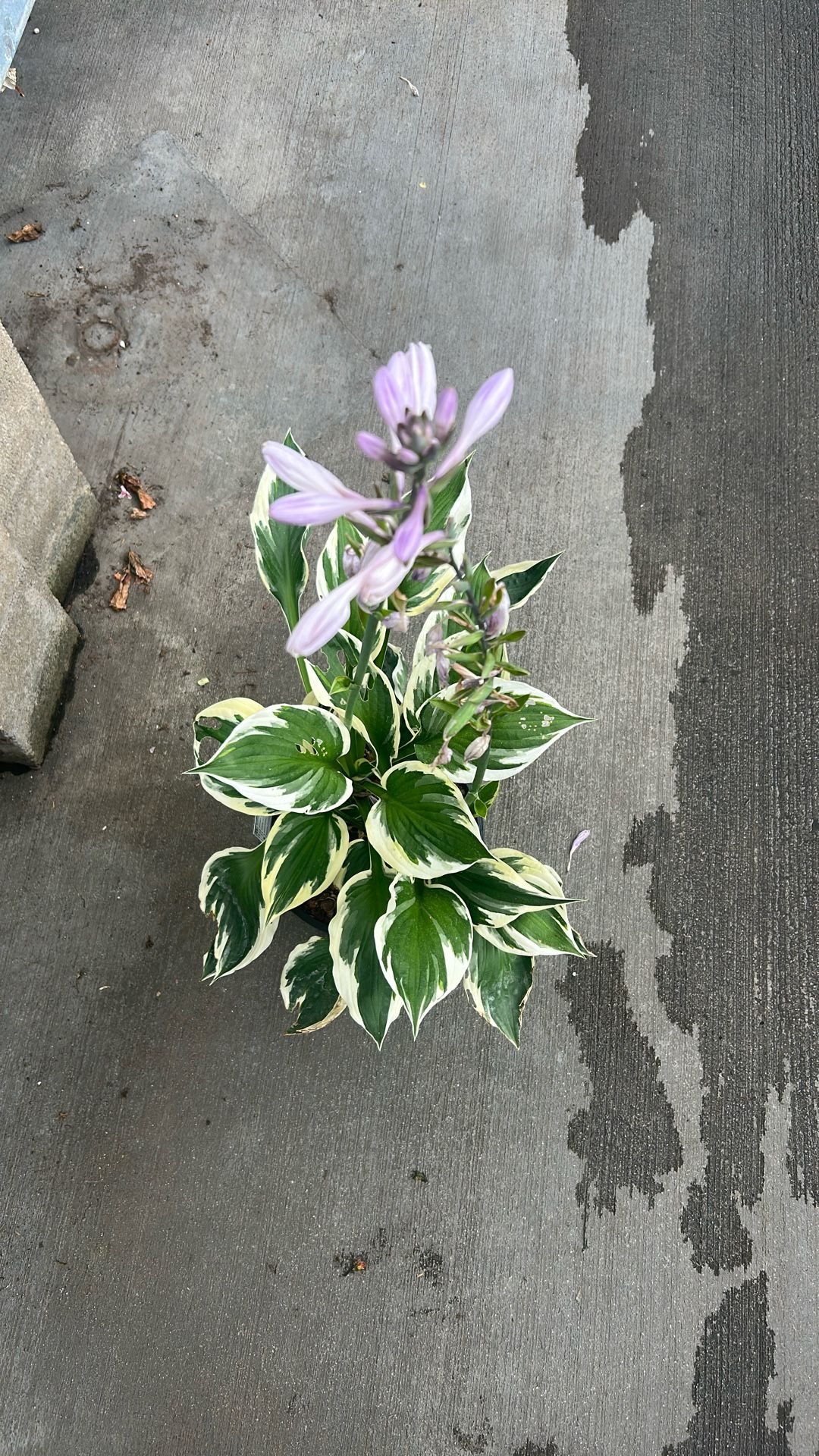 Hosta Patriot Rooted One Plant