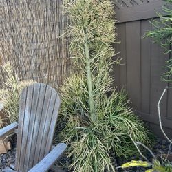 Free Fire Stick Plants!