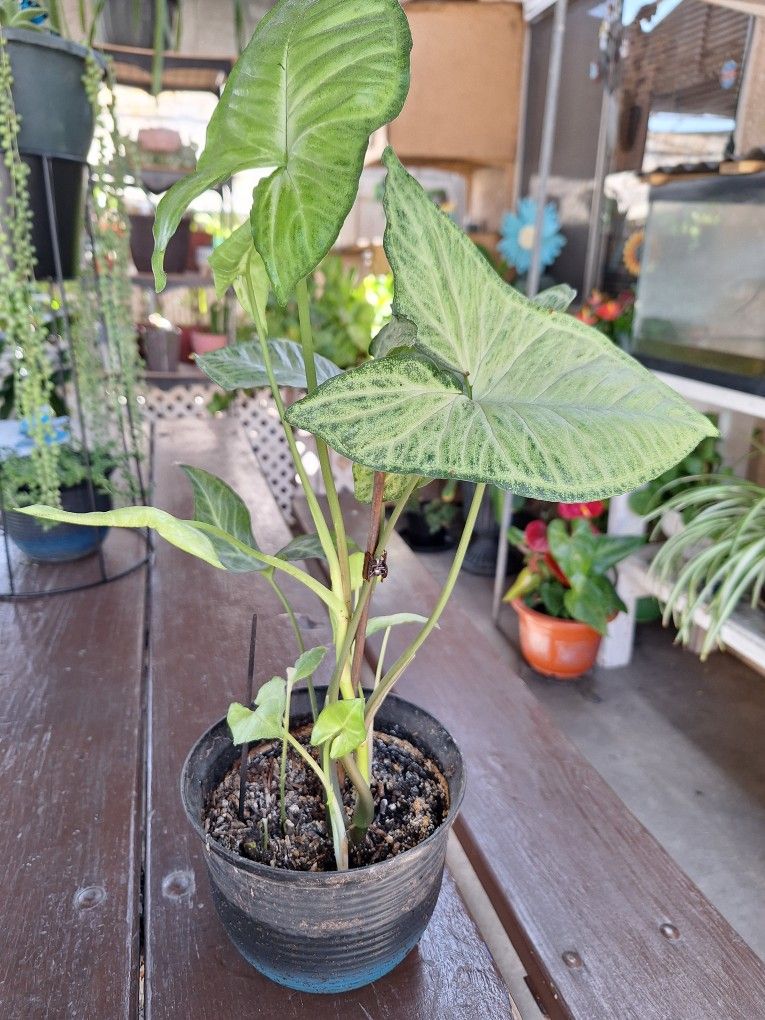 Planta Natural