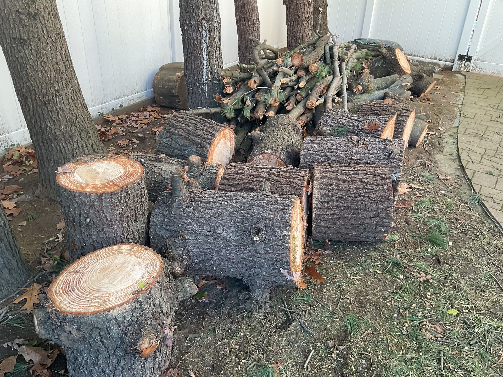 Free Pine Logs And Branches 