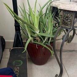 Aloe Plant And Planter 