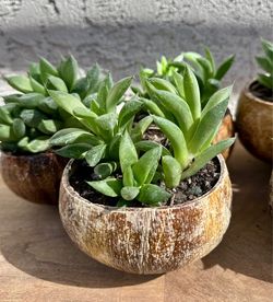 Coconut shell succulent planter -Haworthia Succulent Plants-$5 each