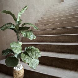 Silk Sea Grape Tree With Wicker Basket & White Rocks 