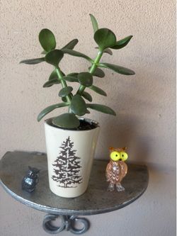 Plant