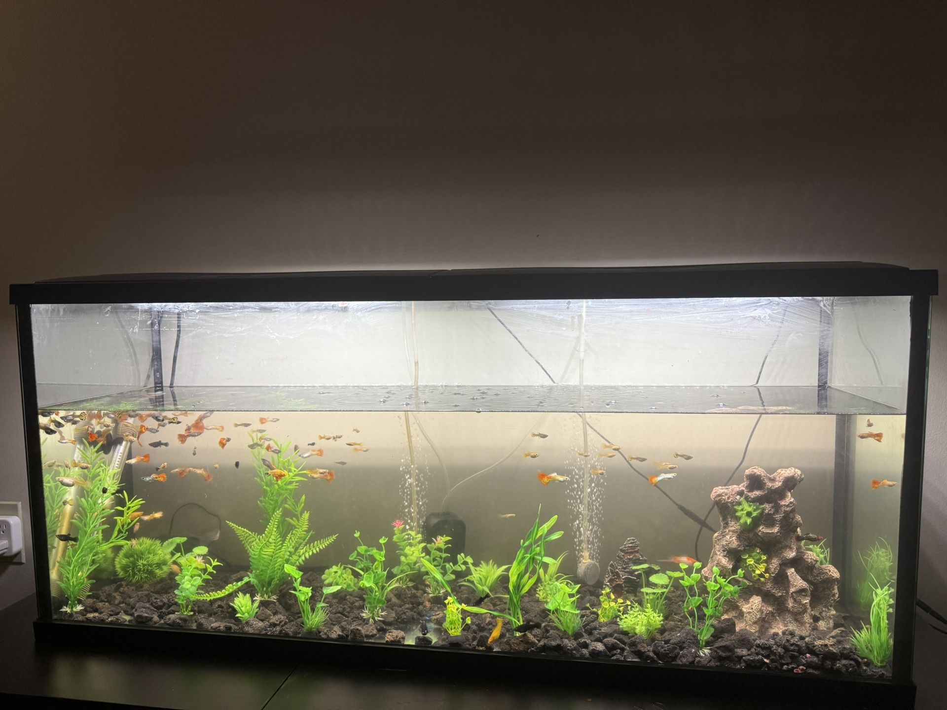 Aquarium 55 Gallon With Fish (Price Negotiable)