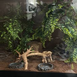 Reptiles Set Up 