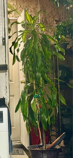 Plant