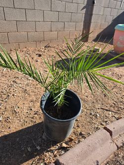 Date palm / palma de dátiles