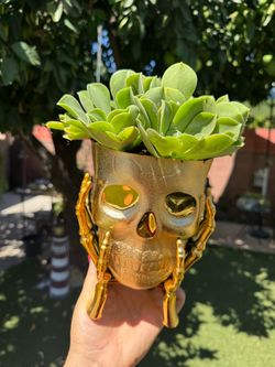 Very Beautiful plants in a unique pot