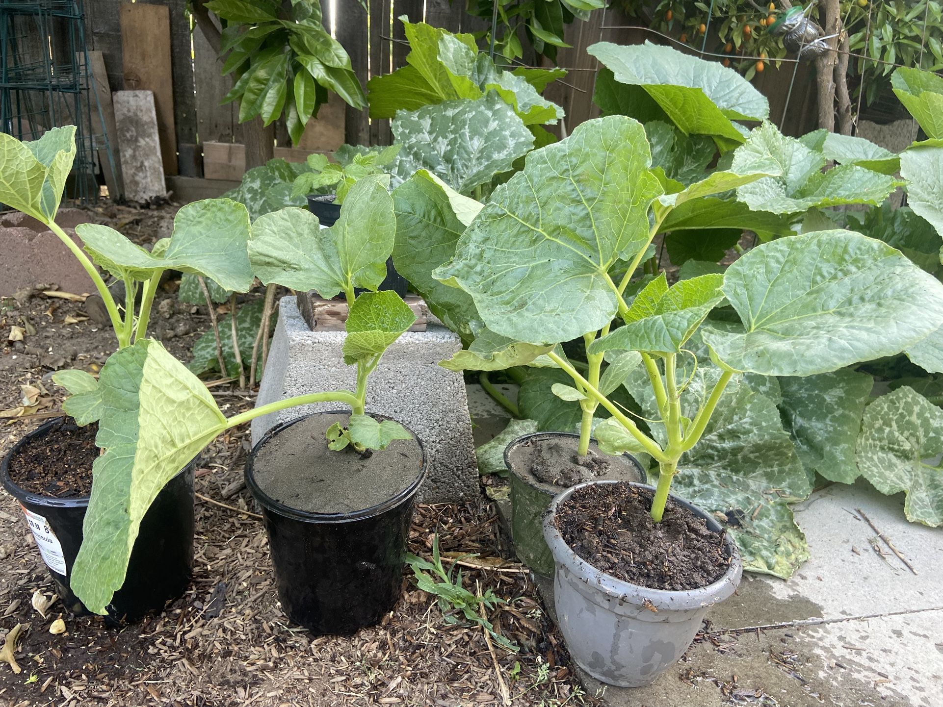 Gourd Plants