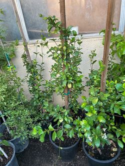 Star Jasmine 17$ each staked5 gallon pot