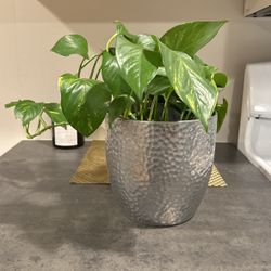 Plant With Nice Pot