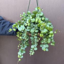 6” thai pink lipstick plant first picture for reference