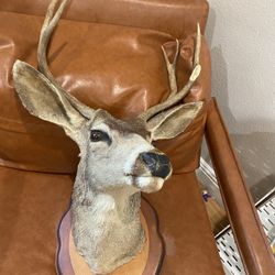Deer Head Taxidermy Mounted In A Wooden Plaque