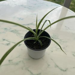 Spider Plant ‘Chlorophytum comosum’ (Out/In Door Life Plant)