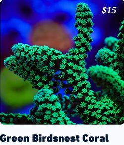 Coral Decor Reef Saltwater Aquarium 