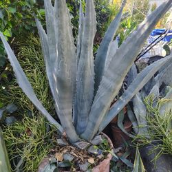 Big Blue Century Plant Agave