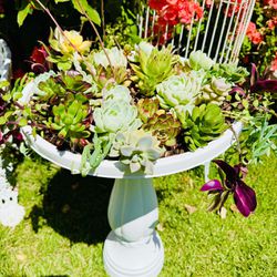 MIX SUCCULENT PLANTS IN A RESIN BIRD BATH - Great “Mother’s Day Gift” 