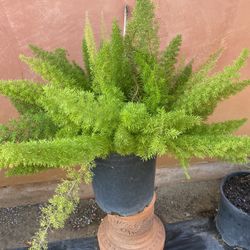 Fern