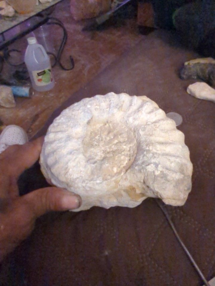 Prehistoric Anomite