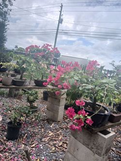 Huge sale! Bonsai From $250