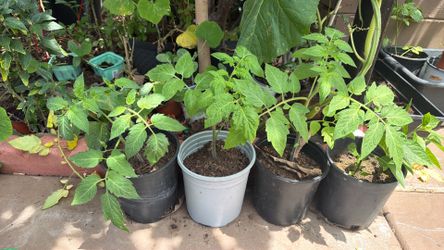 1 gallon tomato