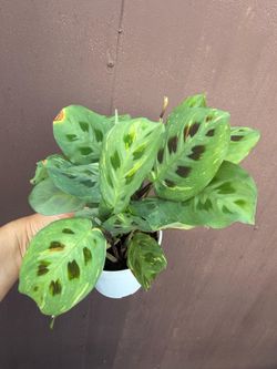 4” maranta beauty kim
