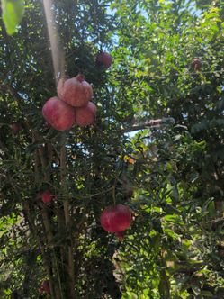 Granadas arboles