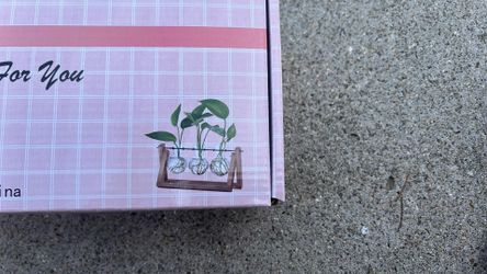 BRAND NEW Plant Terrarium 3 Bulb Vase