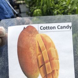 Sweet An Juicy Cotton Candy Mango tree3ft tall3ft tall