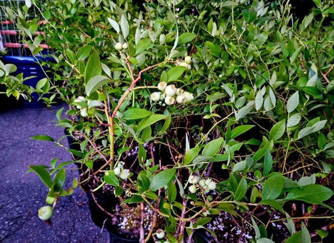 LARGE BONUS  BLUEBERRY PLANTS
