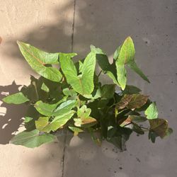 Cyrtosperma Johnstonii aroid plant - 3” pot * RARE *