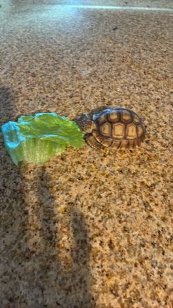 Tortuga decoración