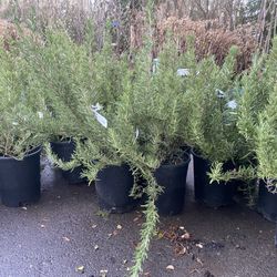 Tuscan Blue Rosemary Plants 