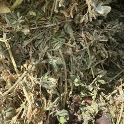 Alfalfa $16