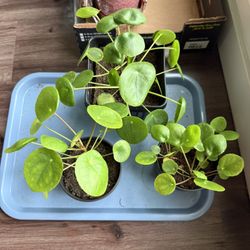 Pilea Peperomiodes “Money” Plants