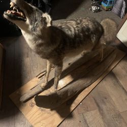Coyote mount