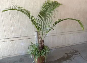 Palma natural $$45