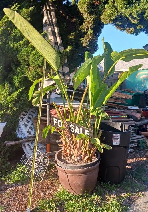 Potted Bird Of Paradise Plant