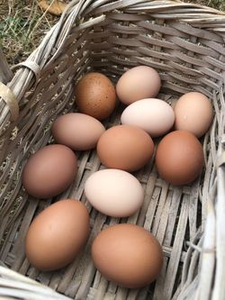 Farm-fresh, Cage Free