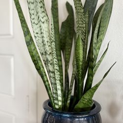 Beautiful Snake Plant 