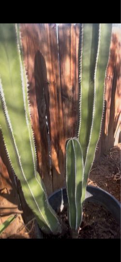 Cactus