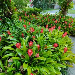 BROMELIADS -- green RED BLOOMS