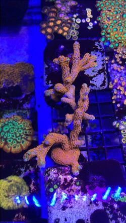 Bubblegum digitata colony Coral toy