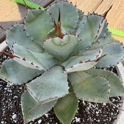 Blue butterfly agave
