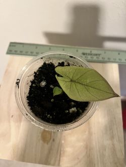 Yucatan Princess Variegated Alocasia