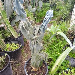 Monstroses Apple Cactus Plant