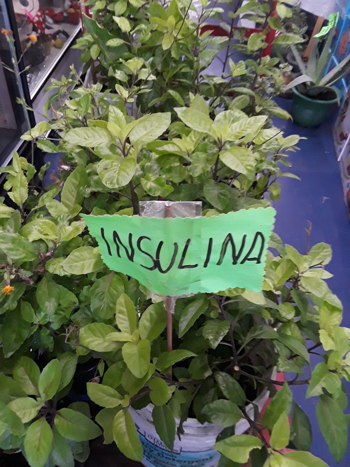 Insulina